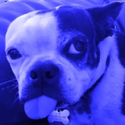Daisy