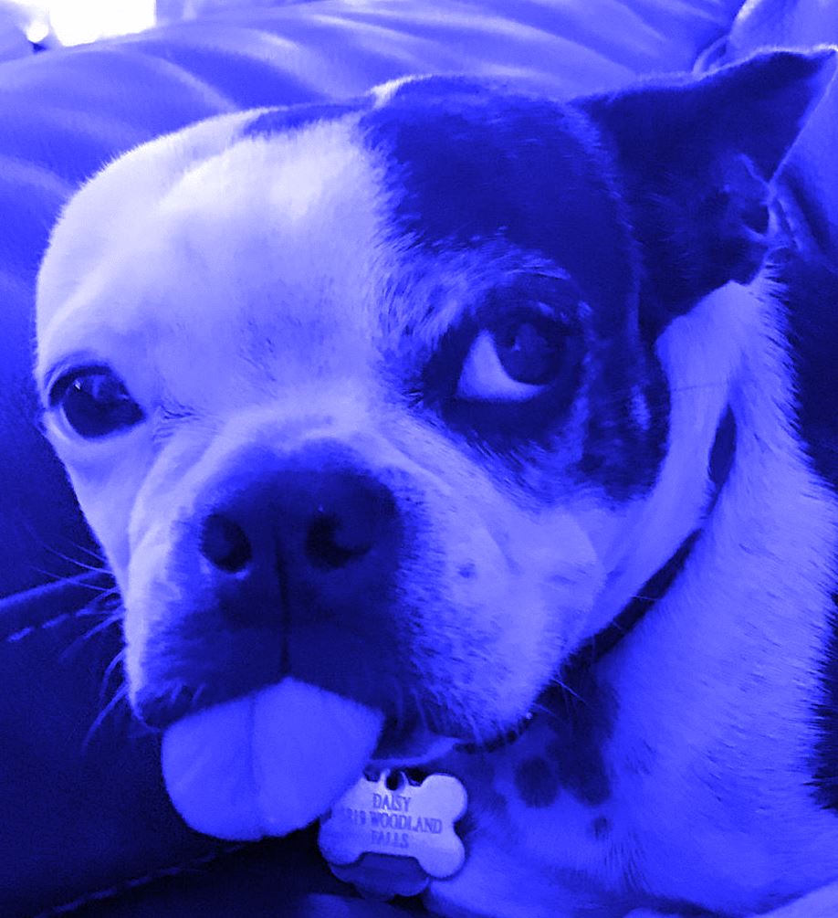 Daisy