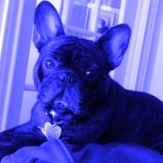 Louie