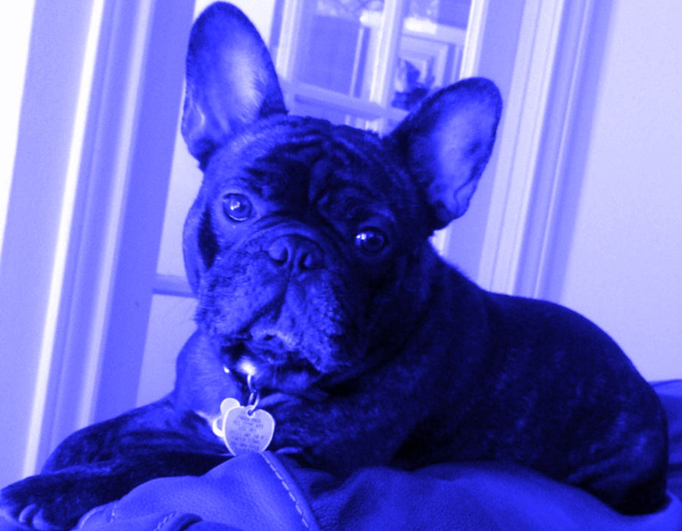 Louie