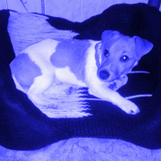 Bubby