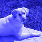 Shiroi